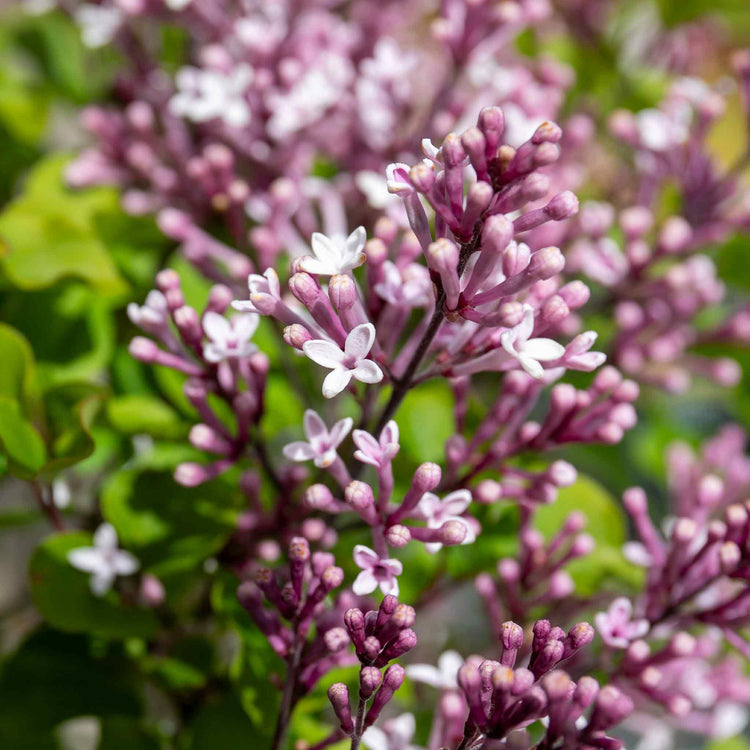 Syringa meyeri Plant 'Palibin'