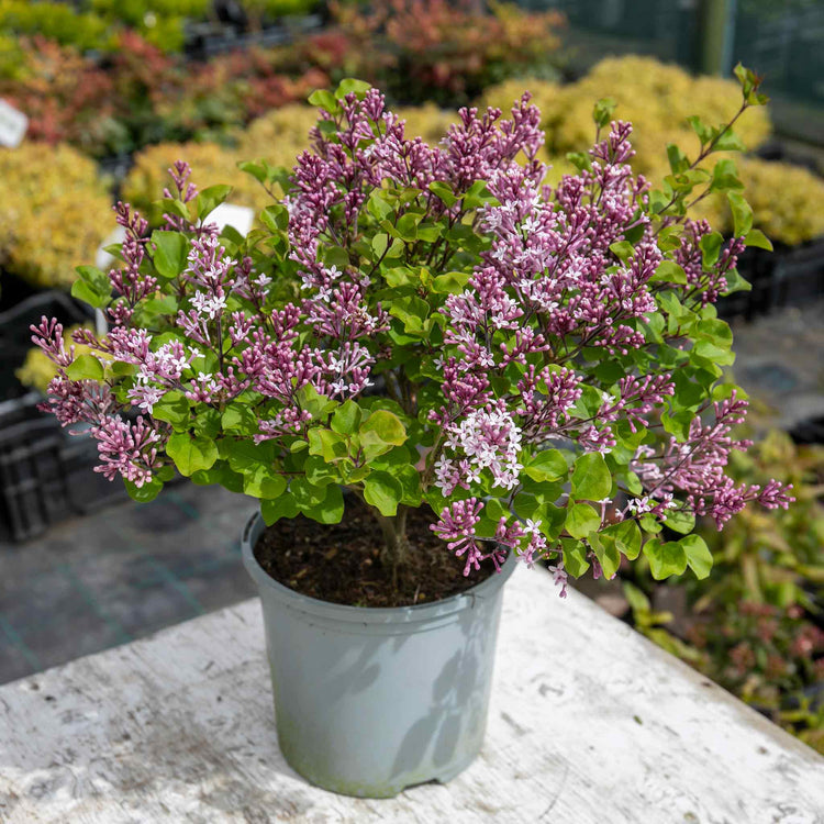 Syringa meyeri Plant 'Palibin'