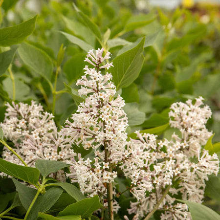 Syringa patula Plant 'Miss Kim'