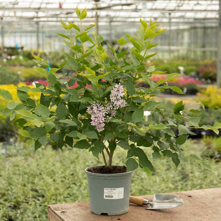 Syringa patula Plant 'Miss Kim'