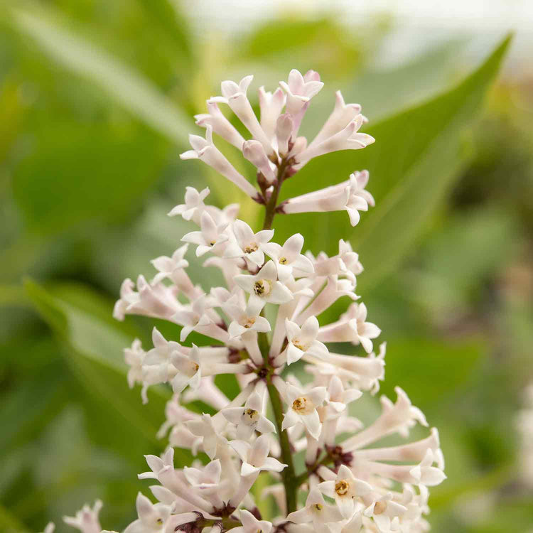 Syringa patula Plant 'Miss Kim'