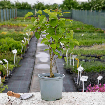 Syringa Plant 'Belle de Nancy'