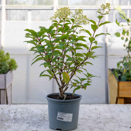 Hydrangea Plant 'Hercules'