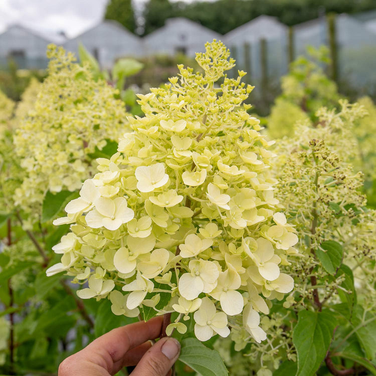 Hydrangea Plant 'Hercules'