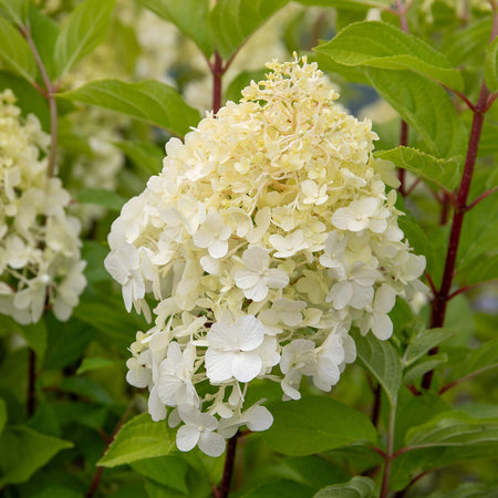 Hydrangea Plant 'Hercules'