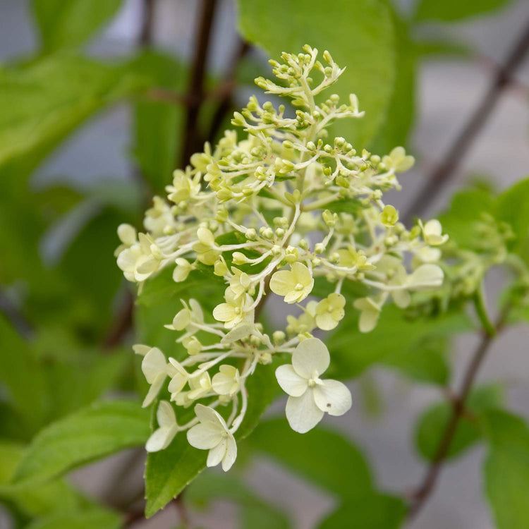 Hydrangea Plant 'Hercules'