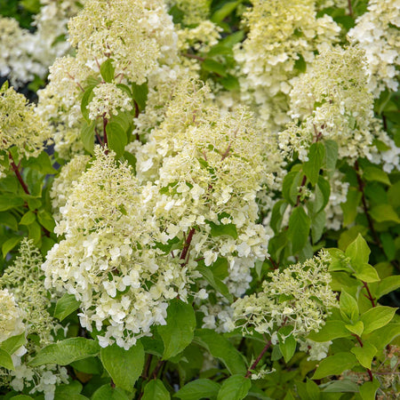 Hydrangea Plant 'Hercules'