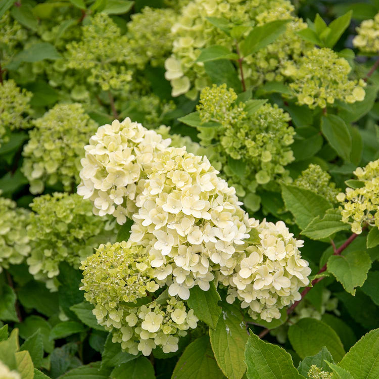 Hydrangea Plant 'Mojito'