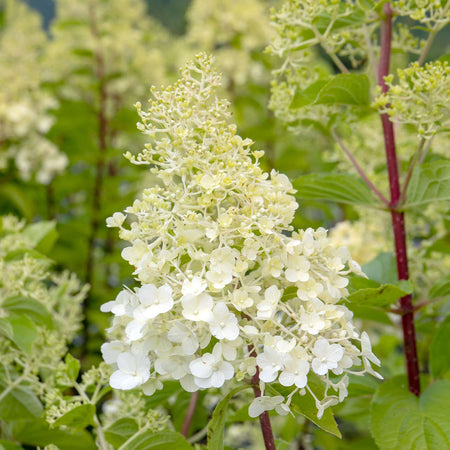 Hydrangea Plant 'Mojito'