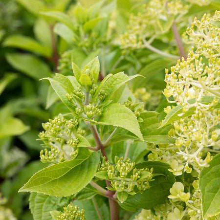 Hydrangea Plant 'Mojito'