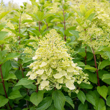 Hydrangea Plant 'Mojito'