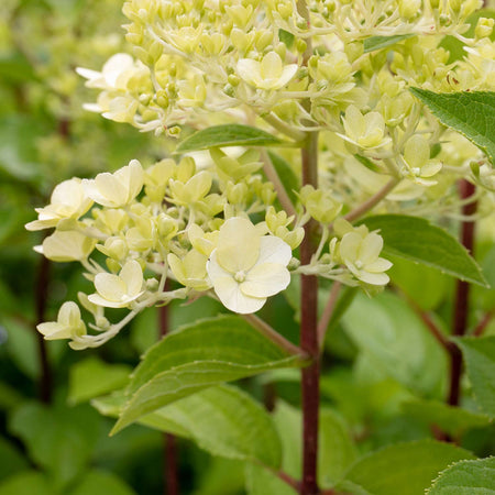 Hydrangea Plant 'Mojito'