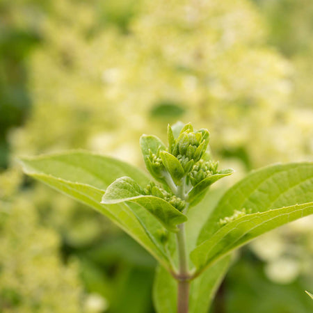 Hydrangea Plant 'Mojito'