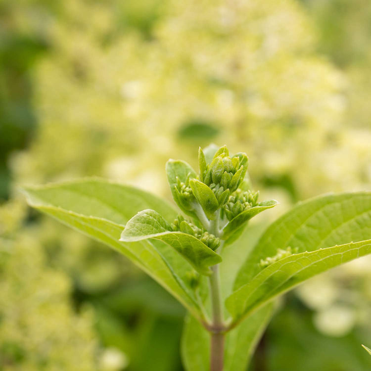 Hydrangea Plant 'Mojito'