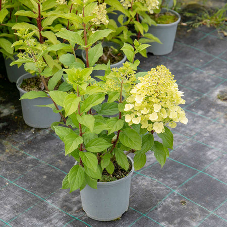 Hydrangea Plant 'Mojito'