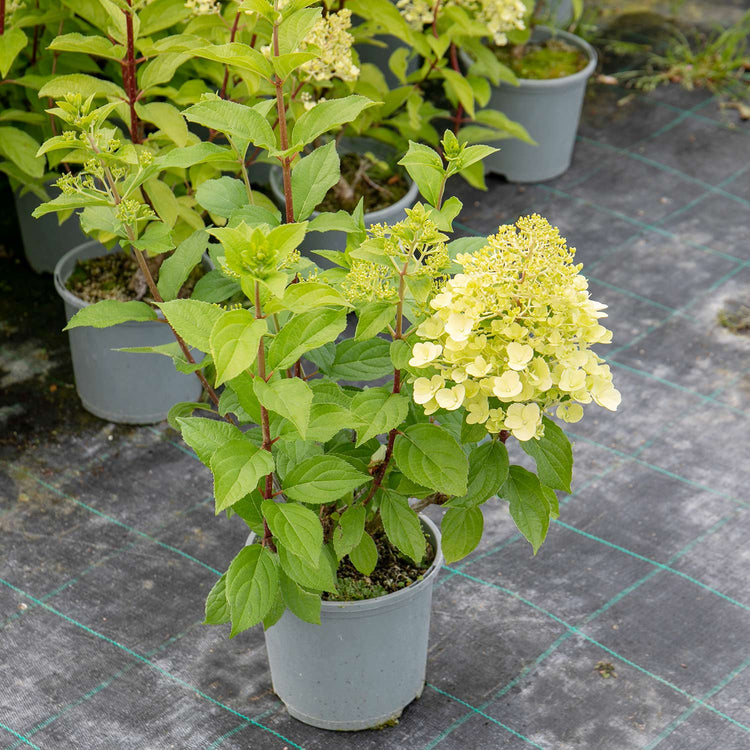 Hydrangea Plant 'Mojito'