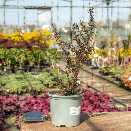 Physocarpus Plant 'Little Joker'