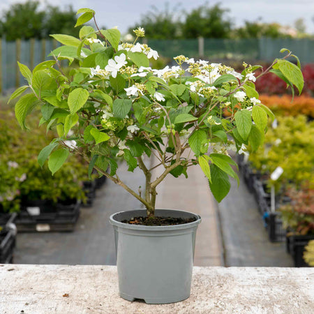 Viburnum Plicatum 'Kilimanjaro'