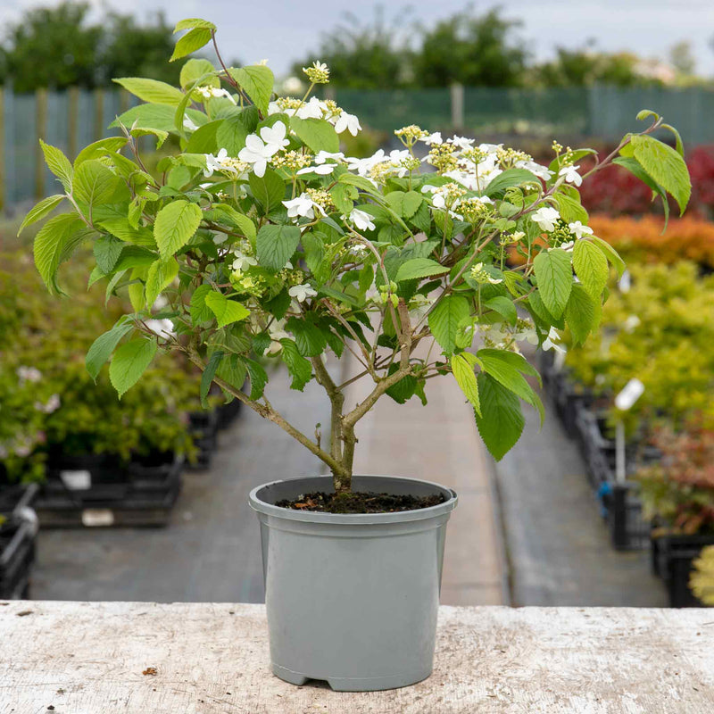 Viburnum Plicatum Plant 'Kilimandjaro'