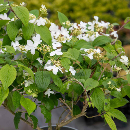 Viburnum Plicatum Plant 'Kilimandjaro'