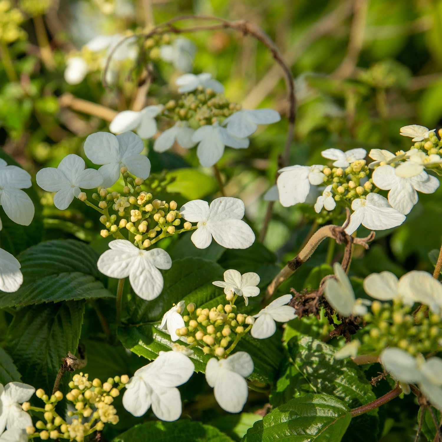 Viburnum plic. 'Summer Snowflake' 3Ltr Plant Buy Viburnum Plants