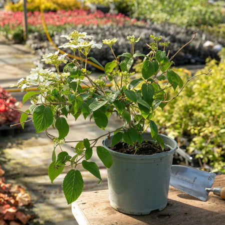 Viburnum Plicatum Plant 'Summer Snowflake'