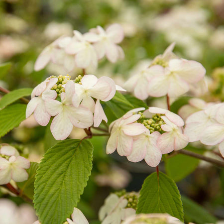 Viburnum Plicatum Plant 'Kilimanjaro Sunrise'