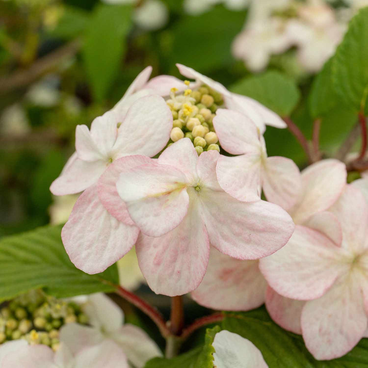 Viburnum Plicatum Plant 'Kilimanjaro Sunrise'