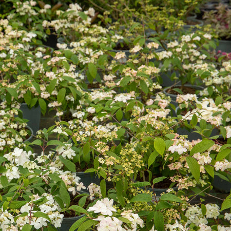 Viburnum Plicatum Plant 'Kilimanjaro Sunrise'