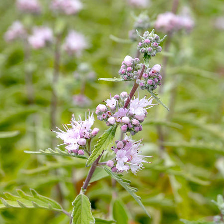 Caryopteris Plant 'Pink Perfection'