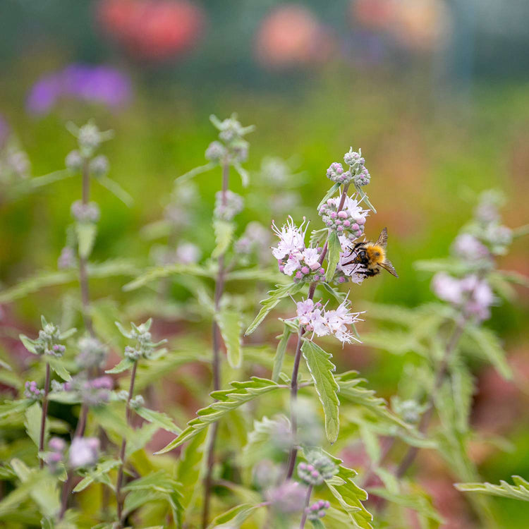 Caryopteris Plant 'Pink Perfection'