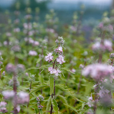 Caryopteris Plant 'Pink Perfection'