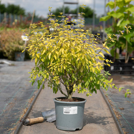 Caryopteris Incana Plant 'Sunshine Blue'