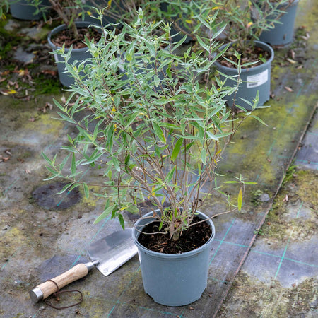 Caryopteris x clandonensis Plant 'Kew Blue'