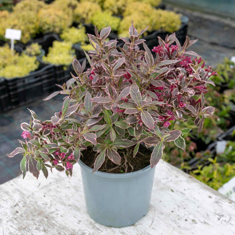 Weigela florida Plant 'All Summer Monet'