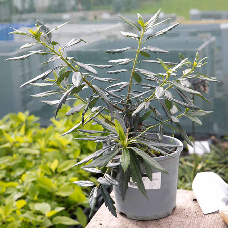 Crinodendron Plant 'Alf Robbins'