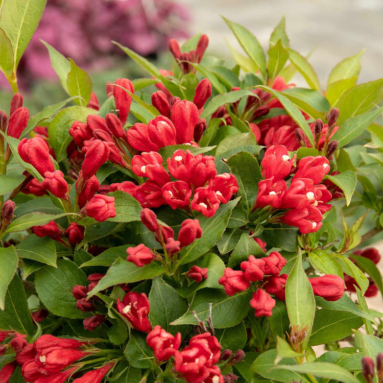 Weigela Plant 'All Summer Red'