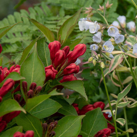 Weigela Plant 'All Summer Red'