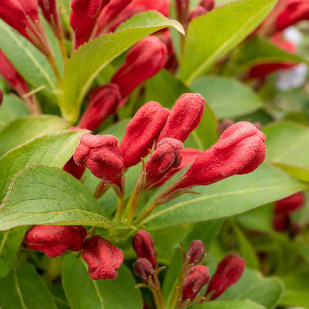 Weigela Plant 'All Summer Red'