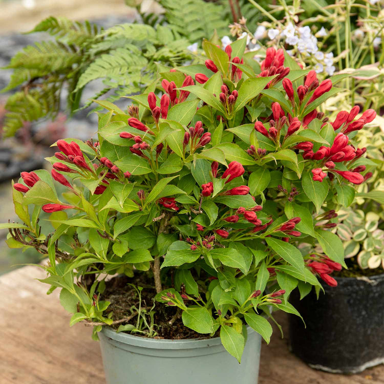 Weigela Plant 'All Summer Red'