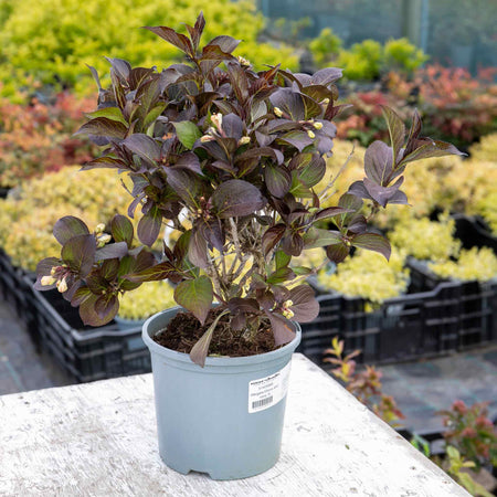 Weigela Plant 'Ebony and Ivory' (Velda)