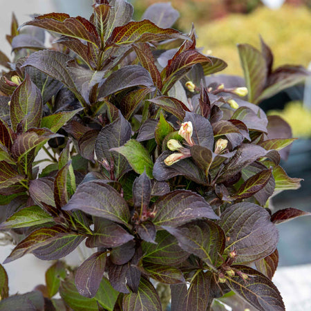 Weigela Plant 'Ebony and Ivory' (Velda)