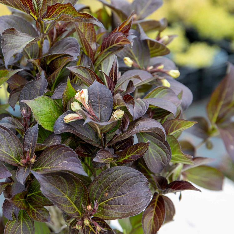 Weigela Plant 'Ebony and Ivory' (Velda)