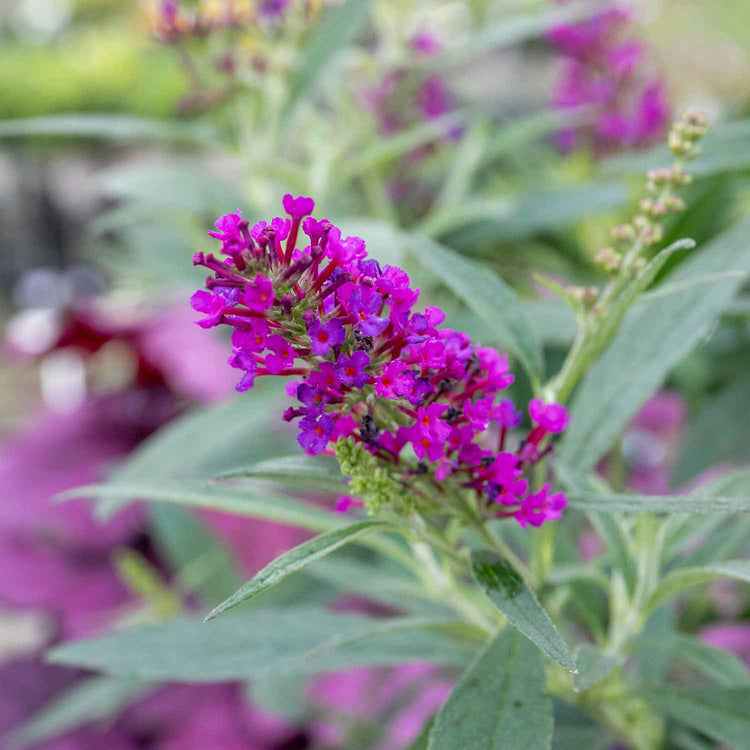 Buddleja dav. Plant 'Butterfly Tower'®