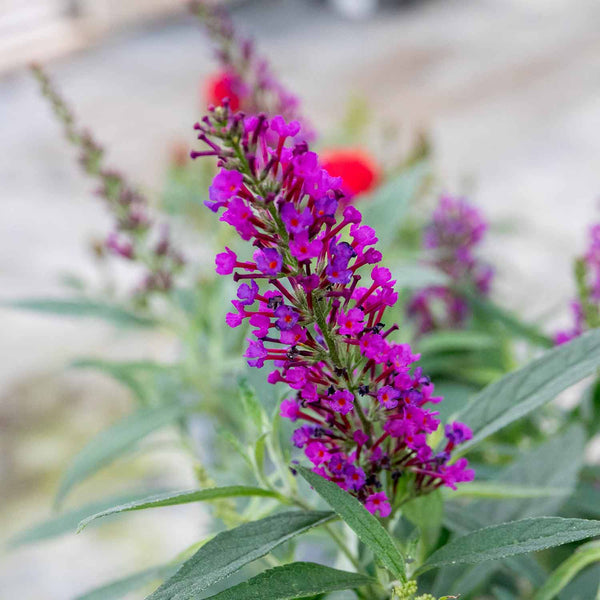 Buddleja dav. Plant 'Butterfly Tower'®