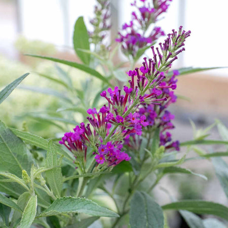 Buddleja dav. Plant 'Butterfly Tower'®