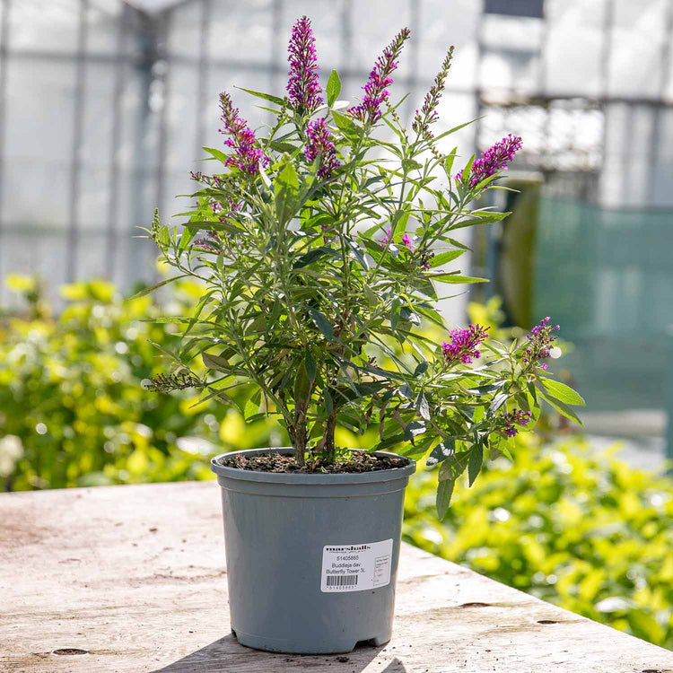 Buddleja dav. Plant 'Butterfly Tower'®