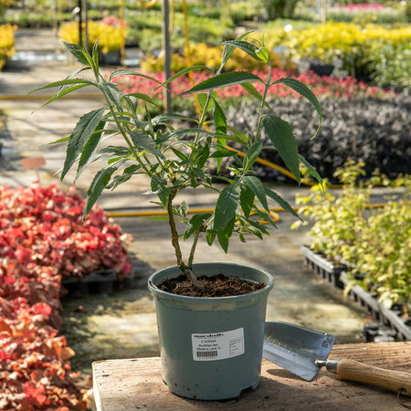 Buddleja Plant 'Wisteria Lane'®