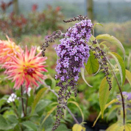 Buddleja Plant 'Wisteria Lane'®