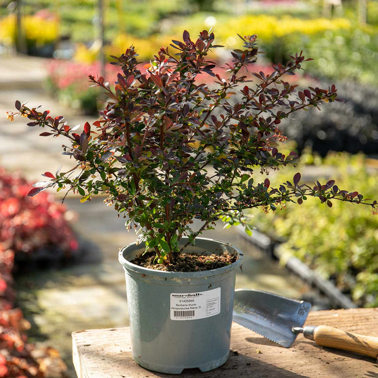 Berberis thunb. 'Plant Atropurpurea Nana'